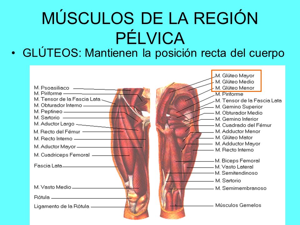 Musculos de los miembros inferiores del cuerpo humano